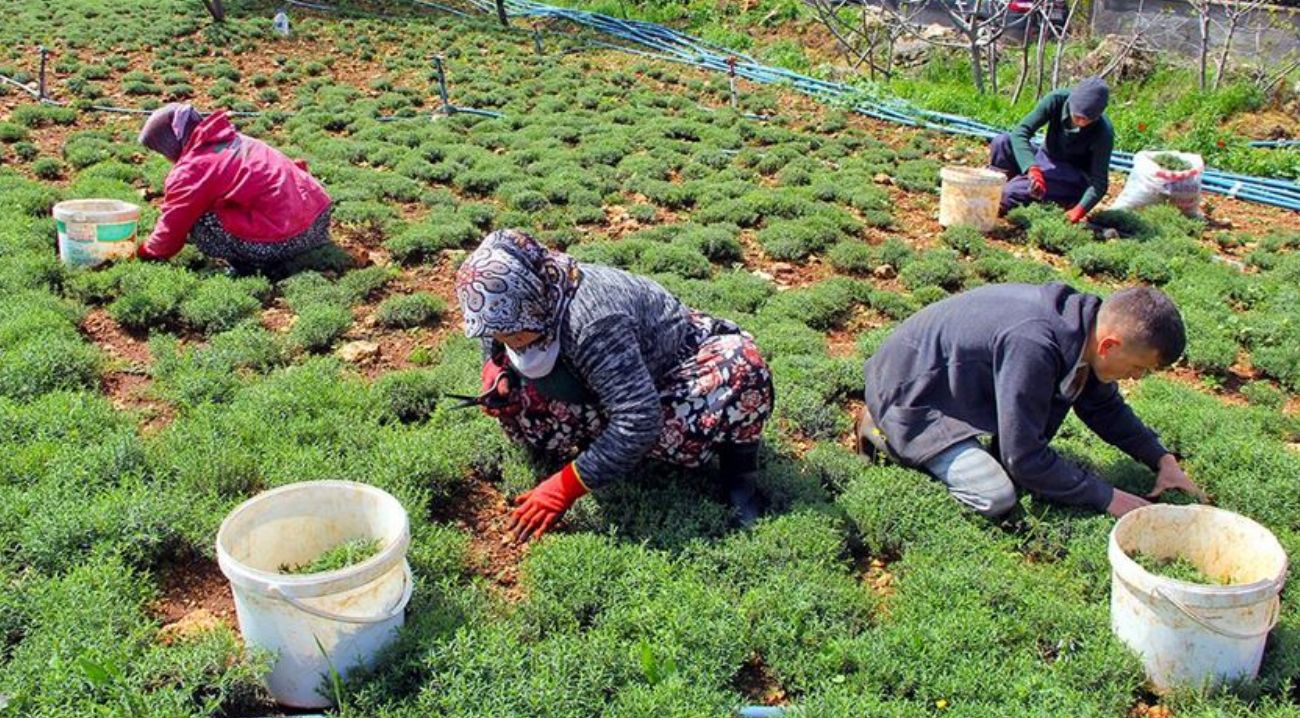 Hatay’da zahter hasadı hızlandı